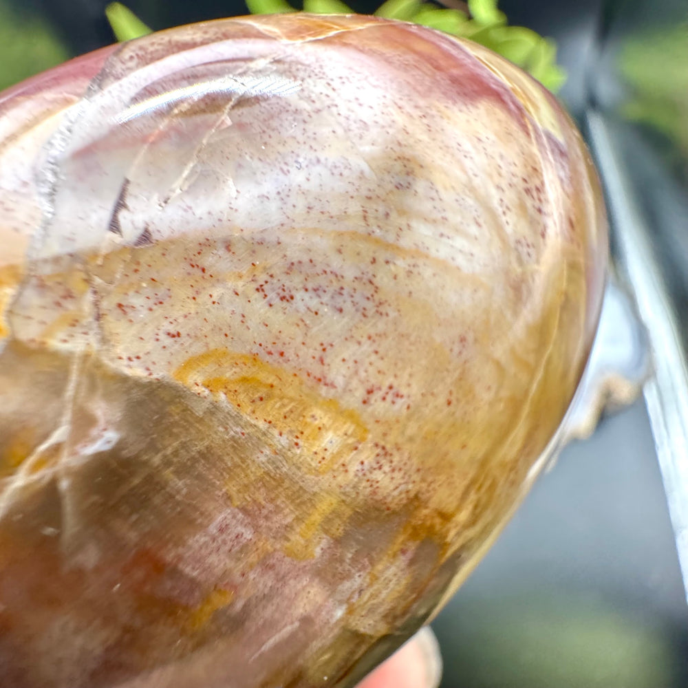 Petrified Wood Egg
