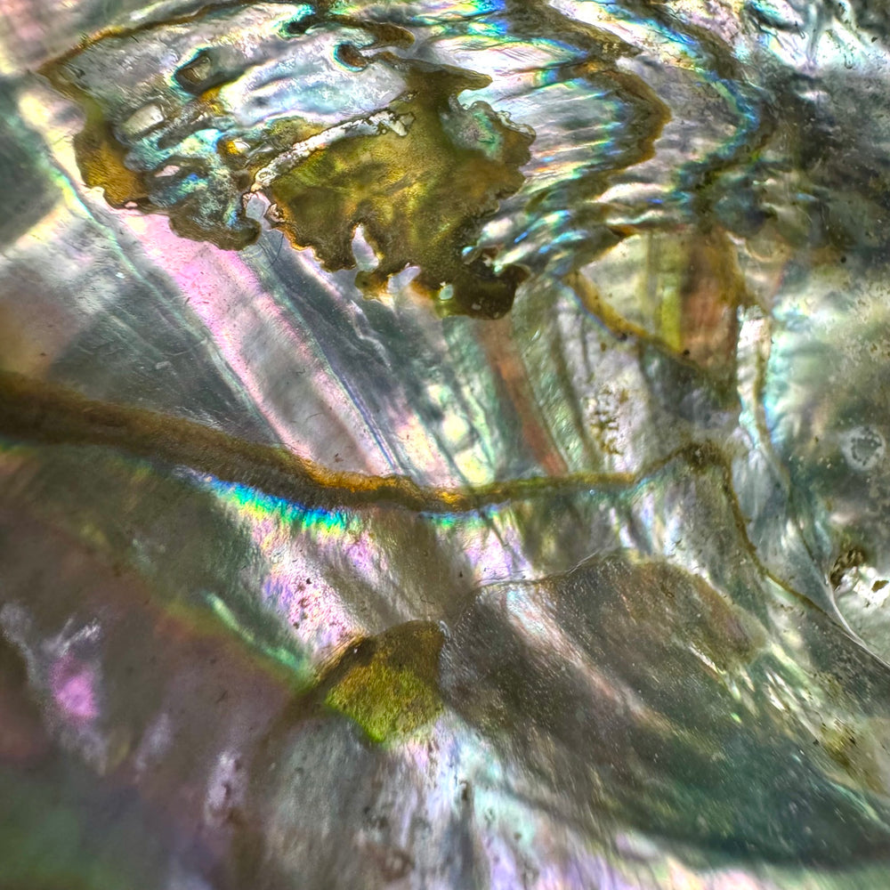 Abalone Shell