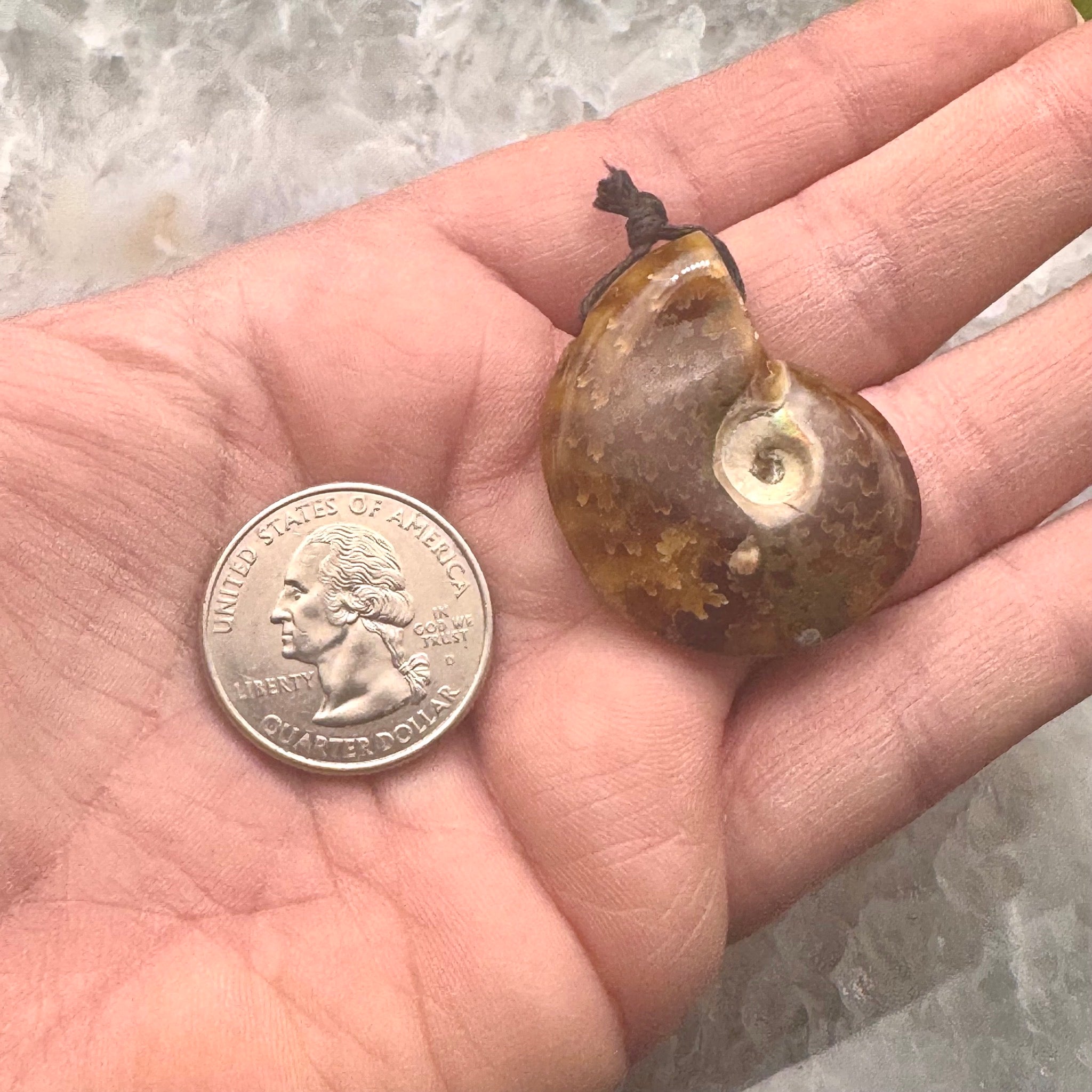 Ammonite Pendant