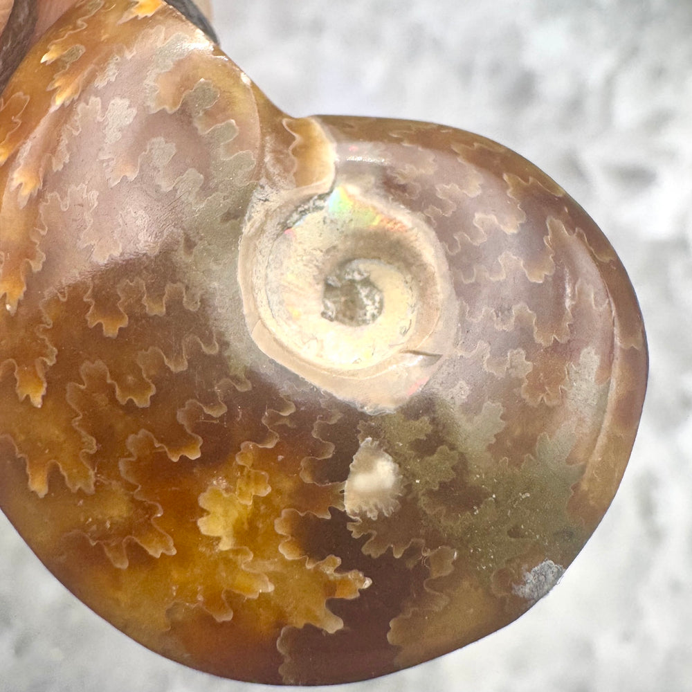 Ammonite Pendant