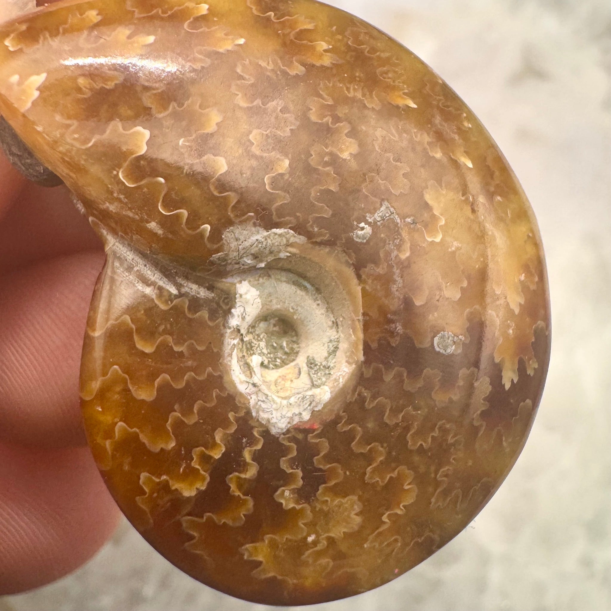 Ammonite Pendant