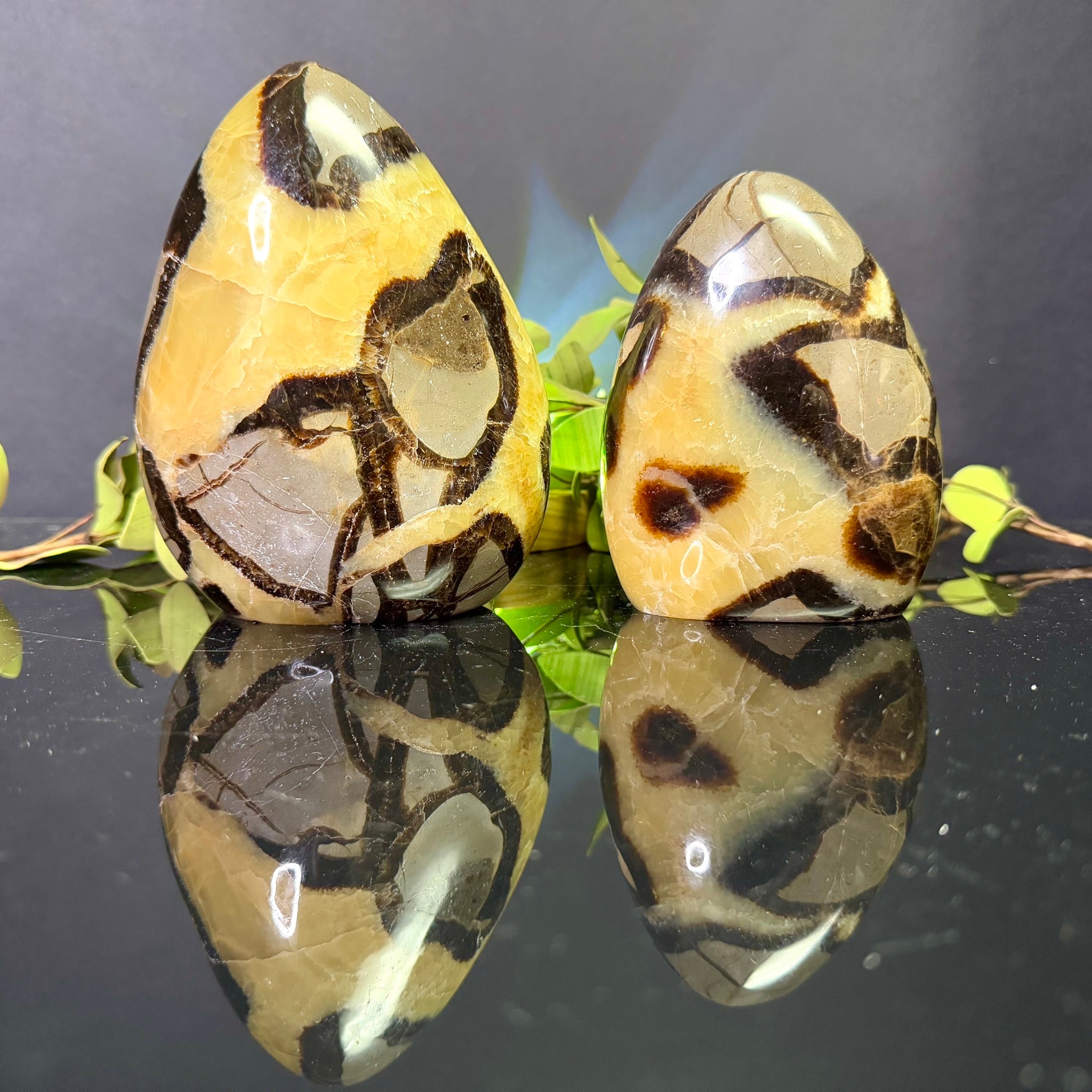 Septarian Free Form