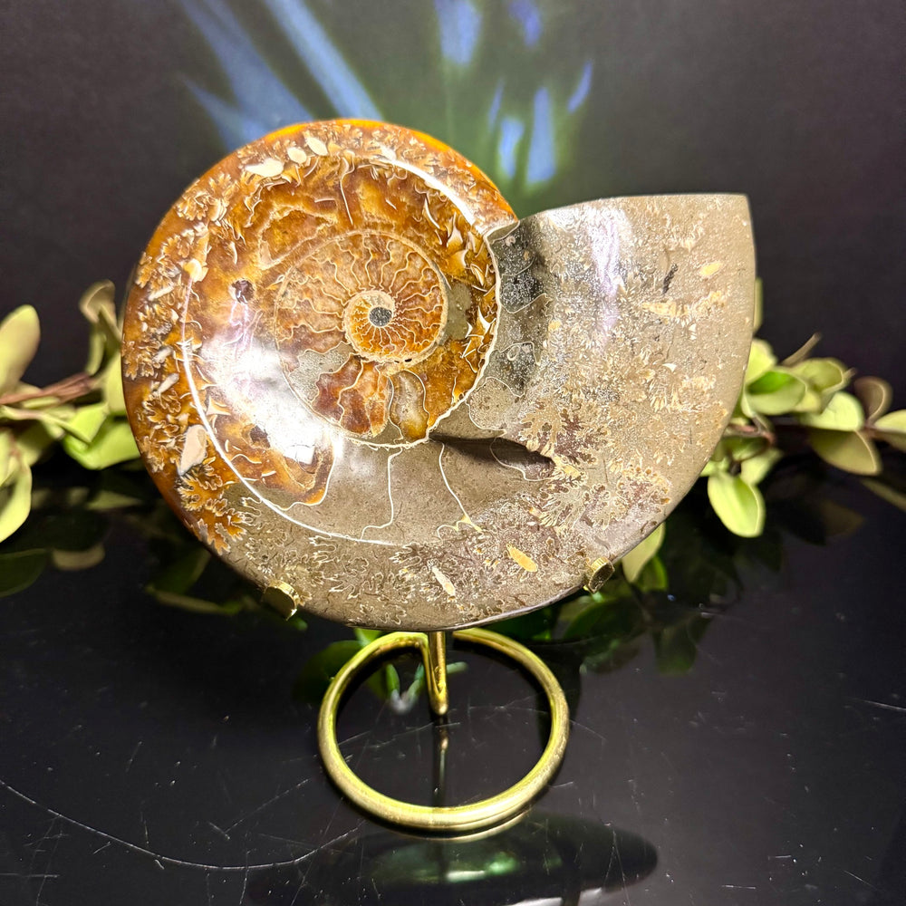 Ammonite Fossil with Stand