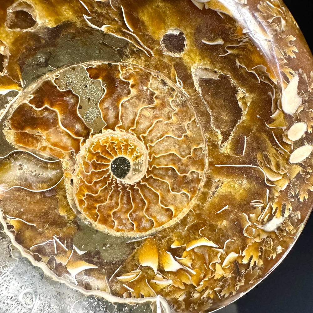 Ammonite Fossil with Stand