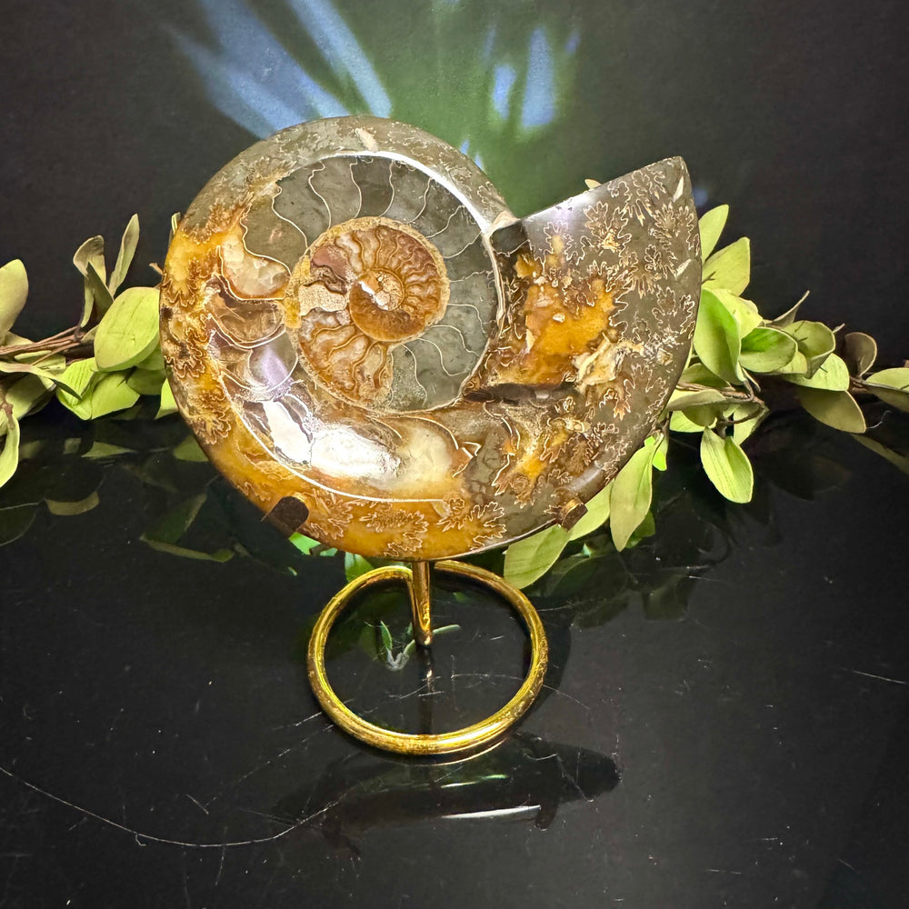 Ammonite Fossil with Stand