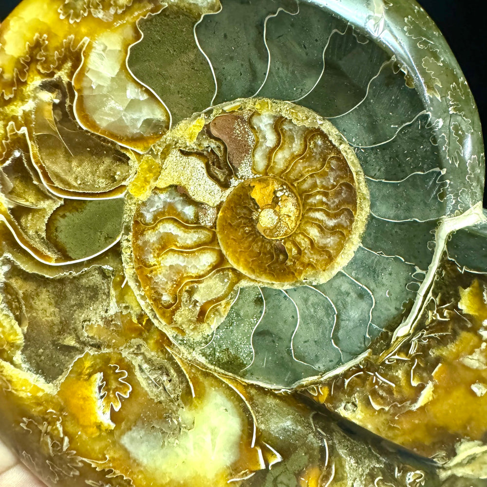 Ammonite Fossil with Stand