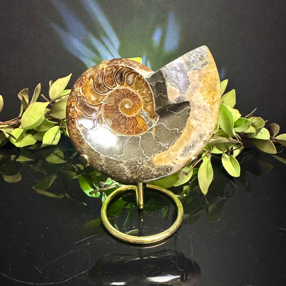 Ammonite Fossil with Stand