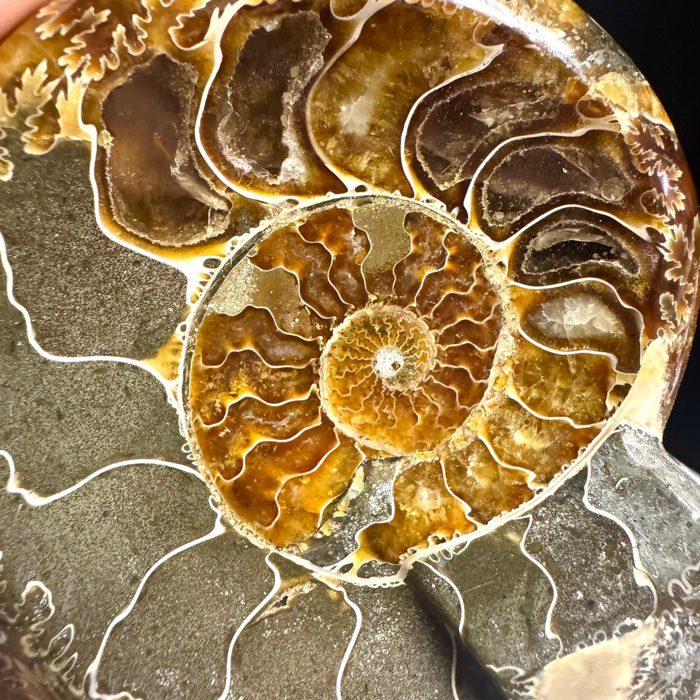 Ammonite Fossil with Stand