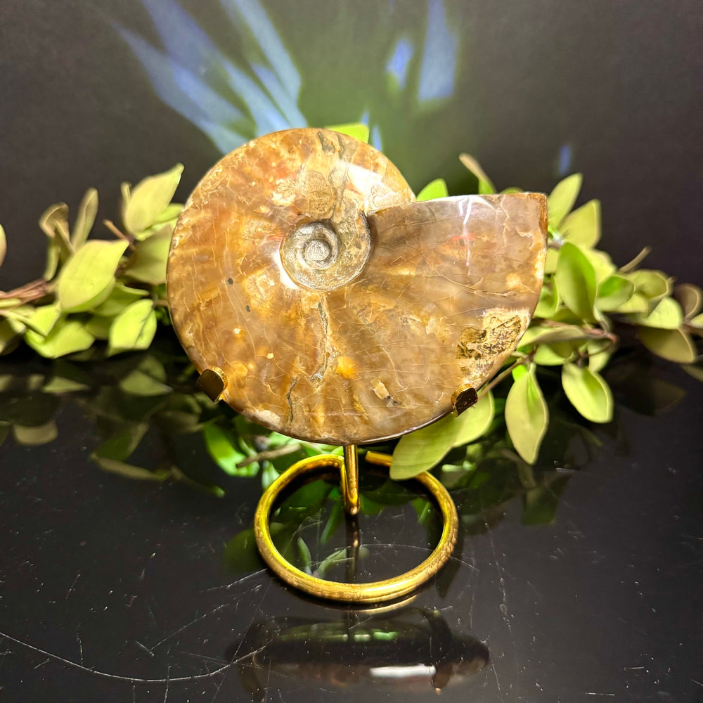 Ammonite Fossil with Stand