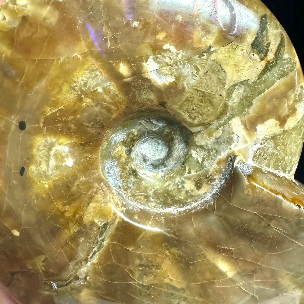 Ammonite Fossil with Stand