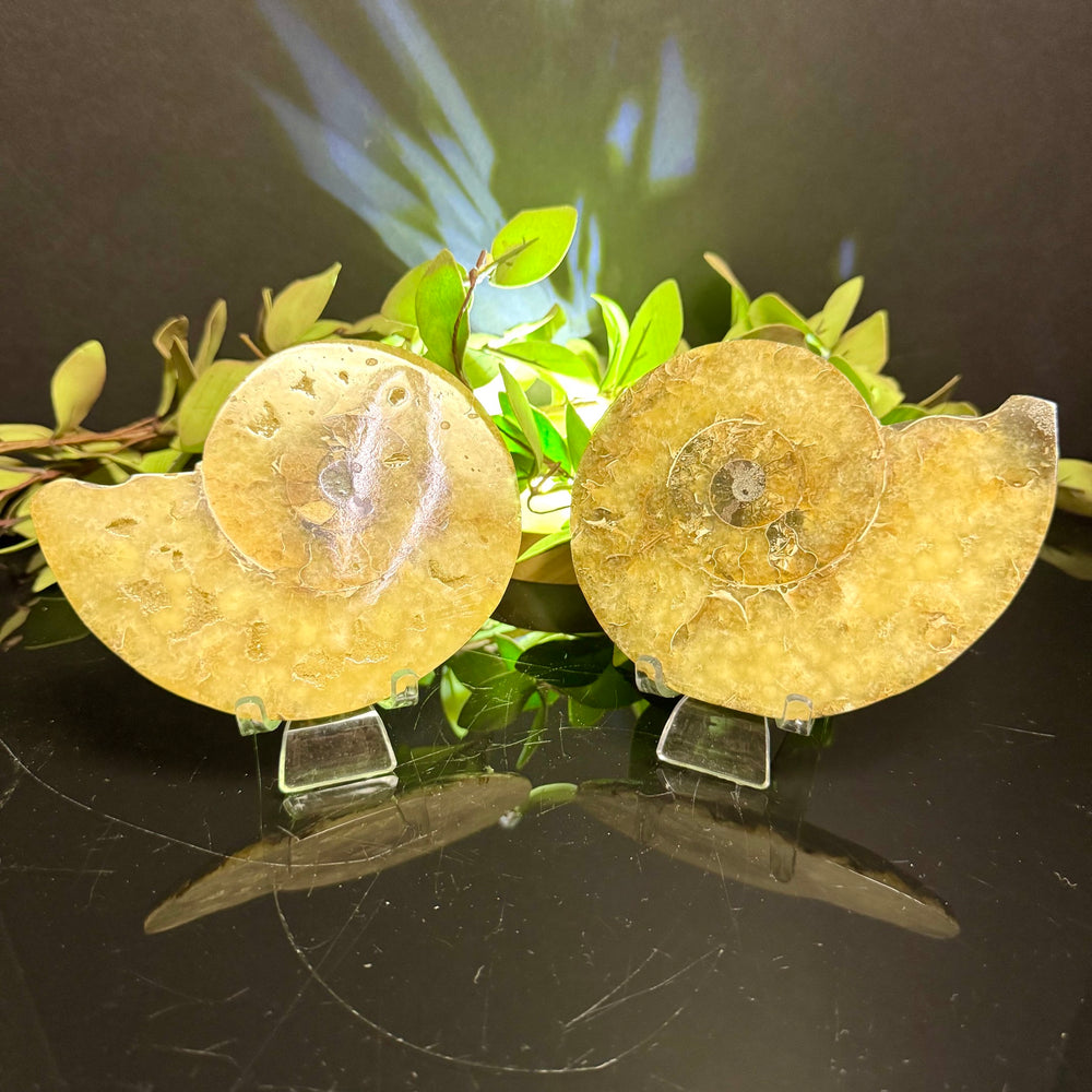 Ammonite Fossil Pair