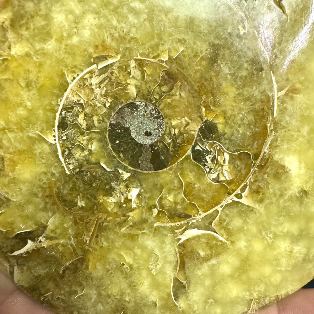 Ammonite Fossil Pair