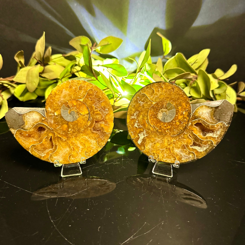 Ammonite Fossil Pair