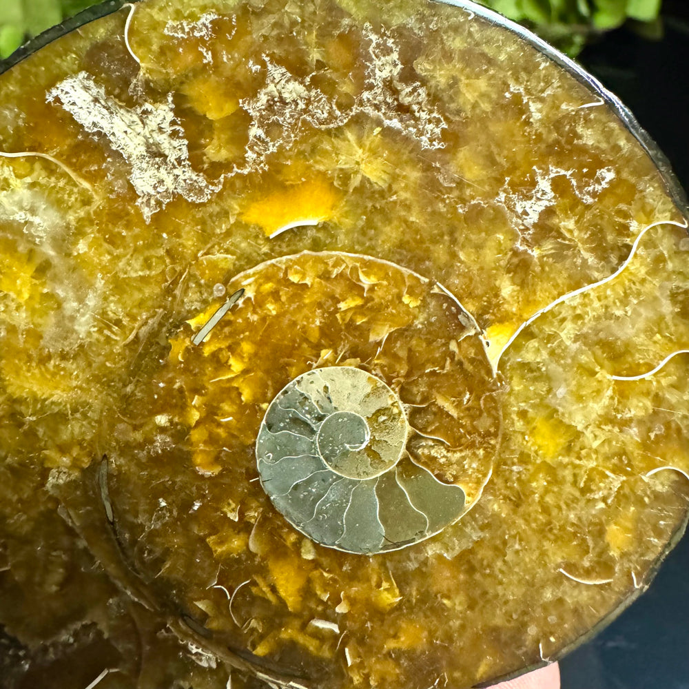 Ammonite Fossil Pair