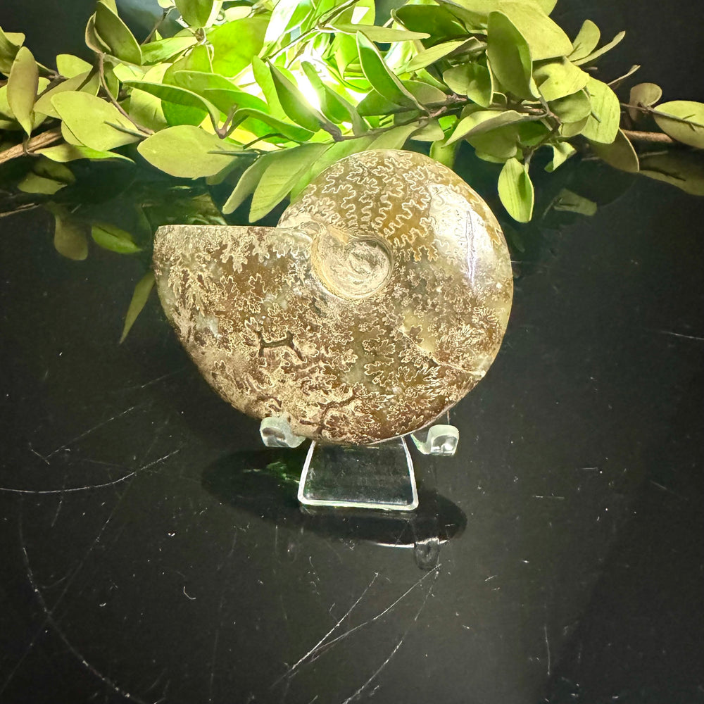 Ammonite Fossil