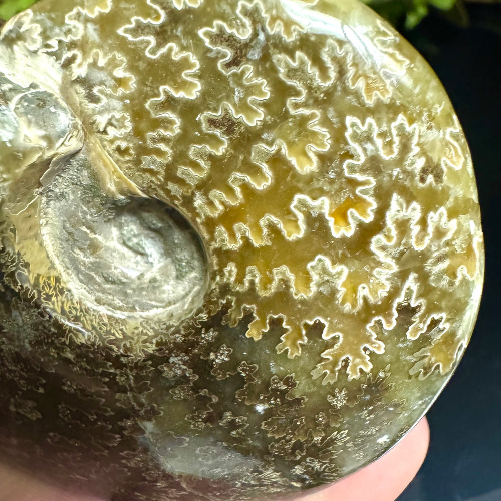 Ammonite Fossil