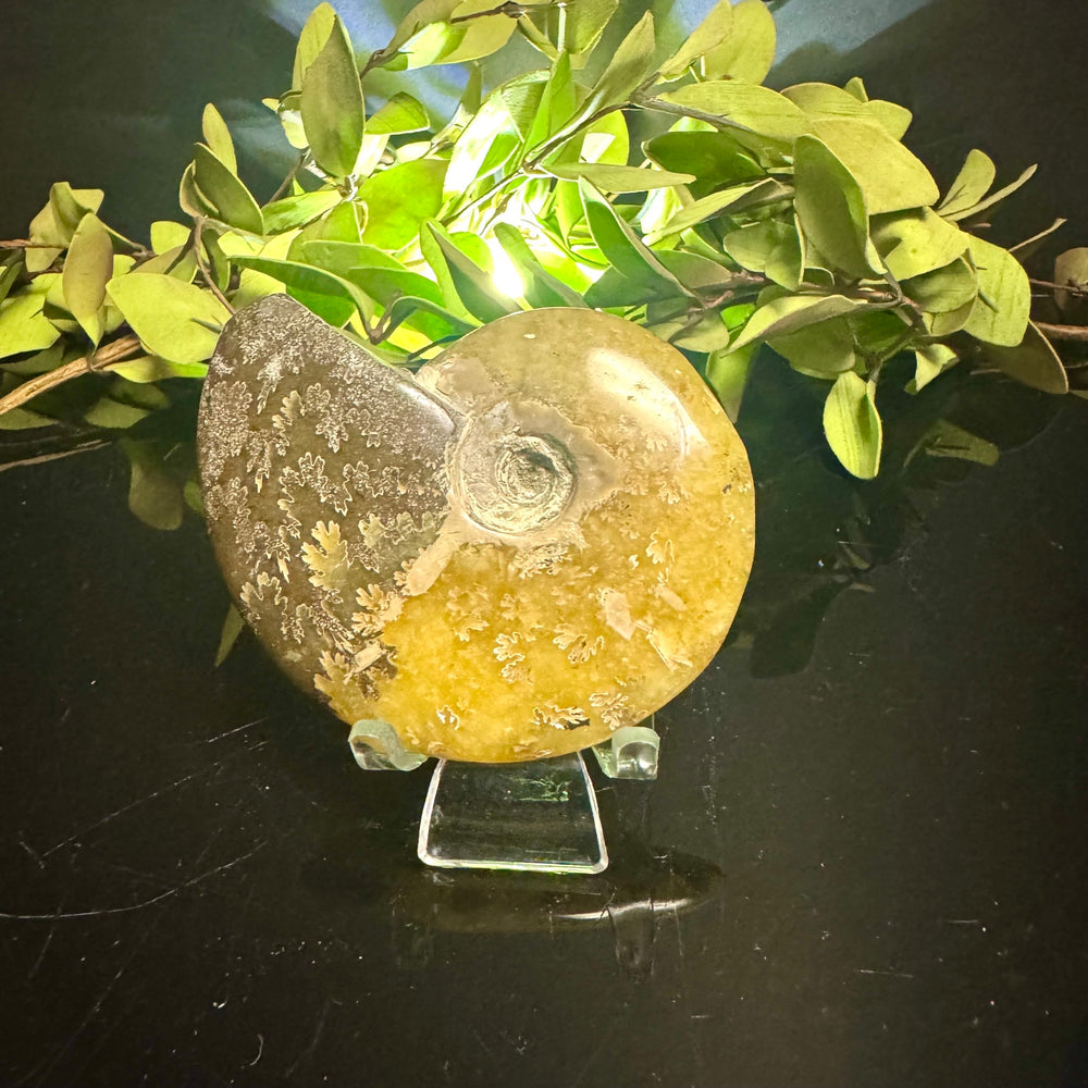 Ammonite Fossil