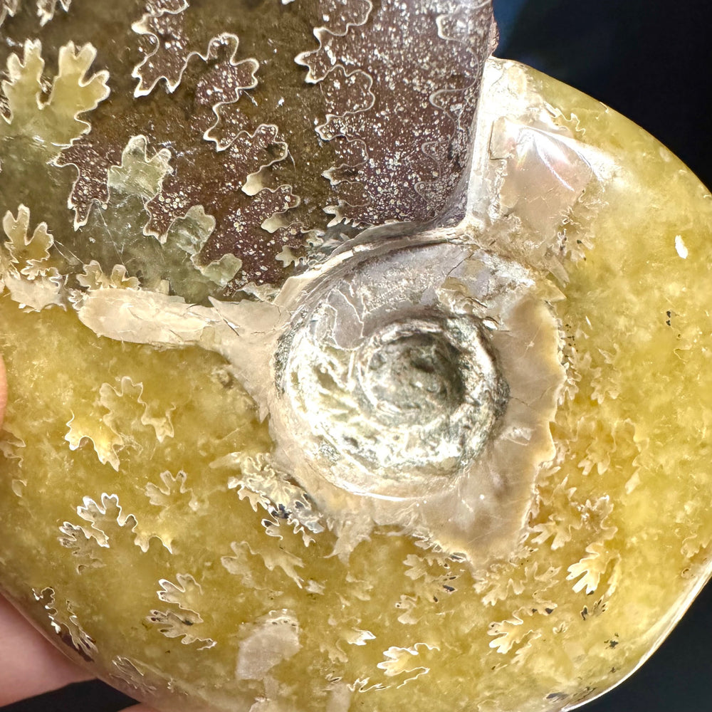 Ammonite Fossil