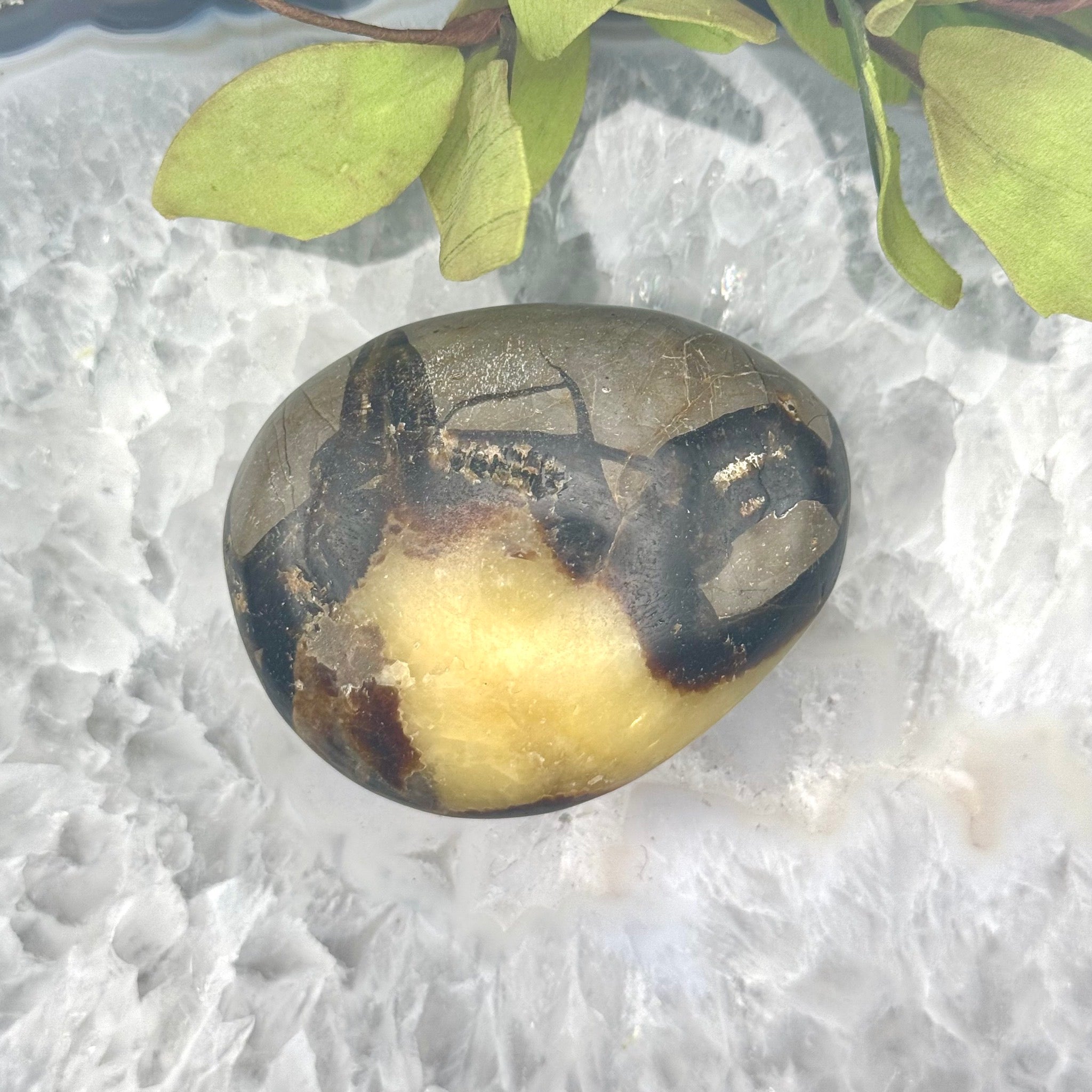 Septarian Palm Stone