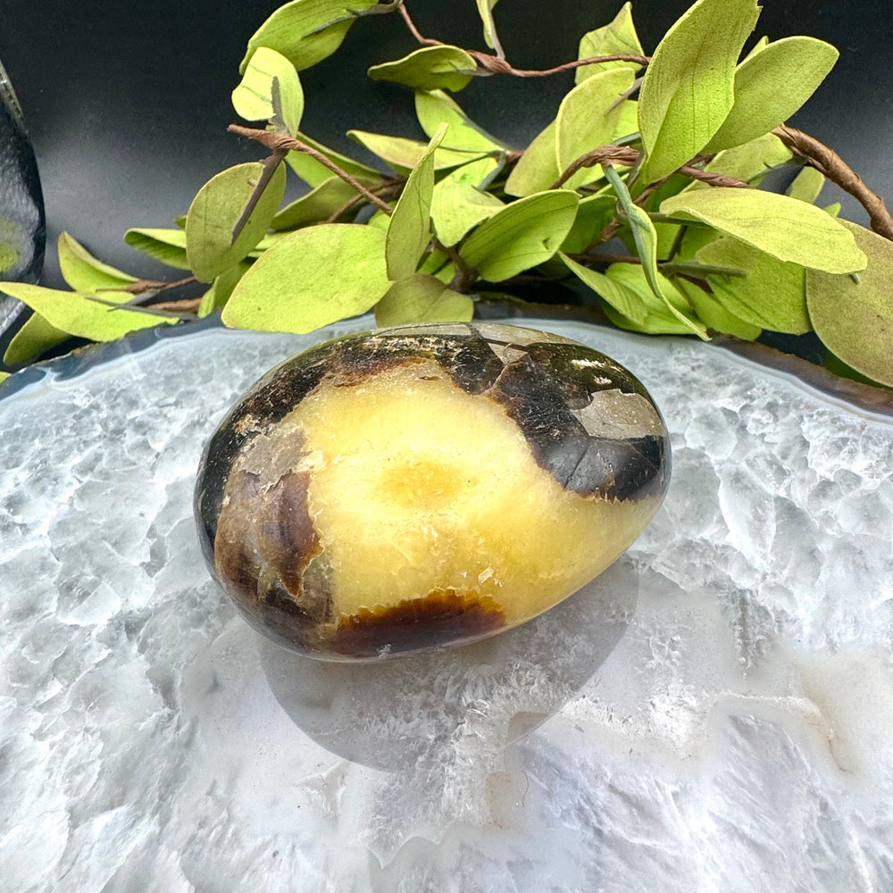 Septarian Palm Stone