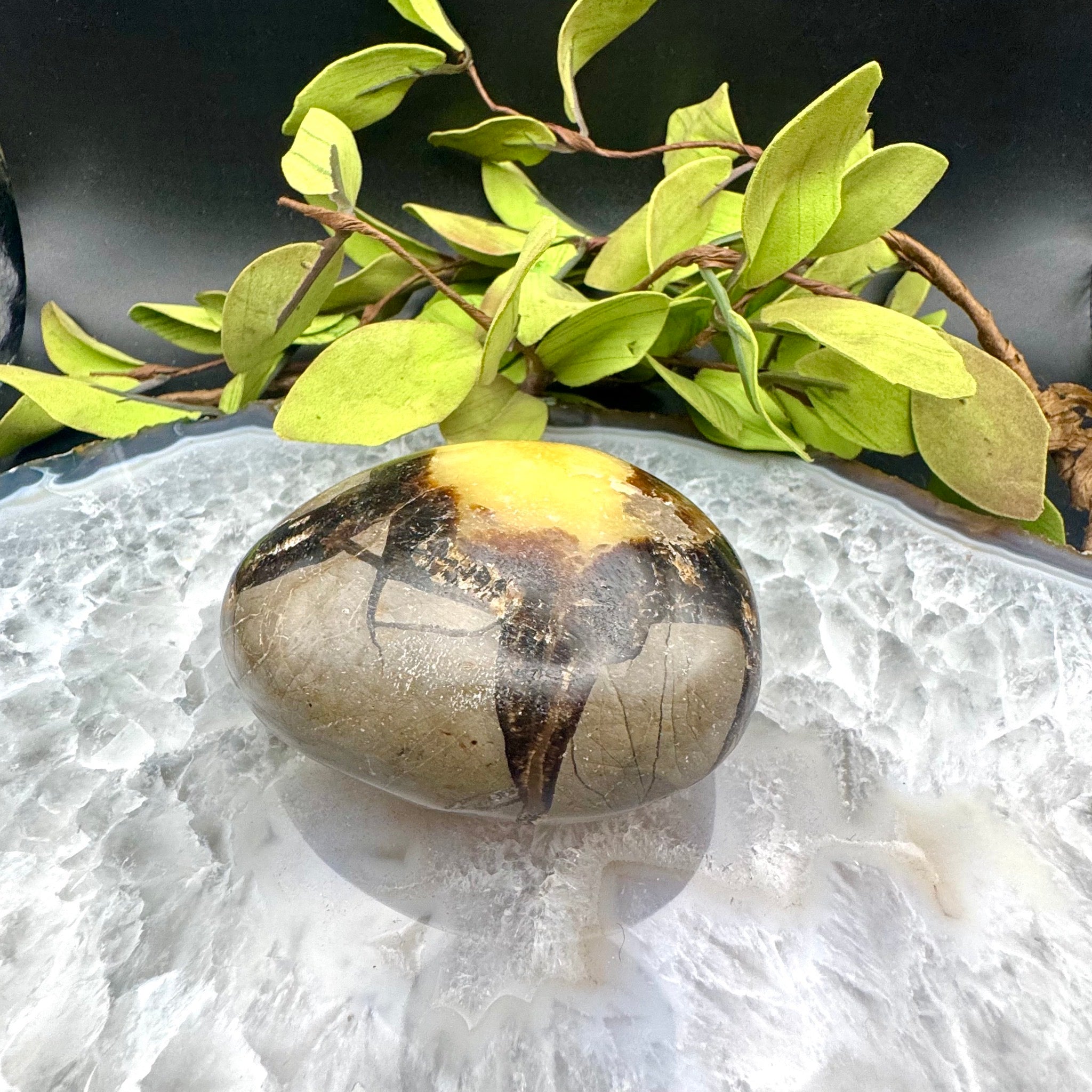 Septarian Palm Stone