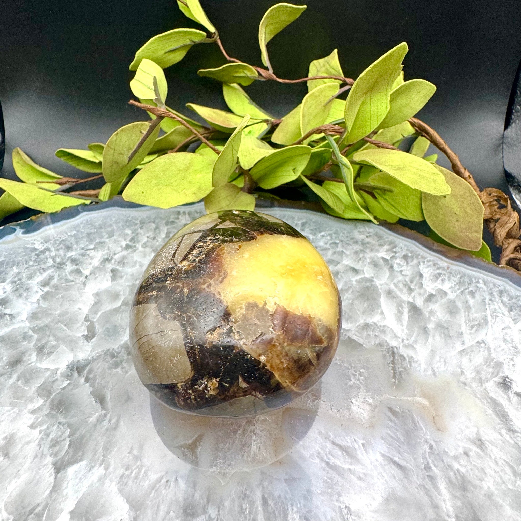 Septarian Palm Stone
