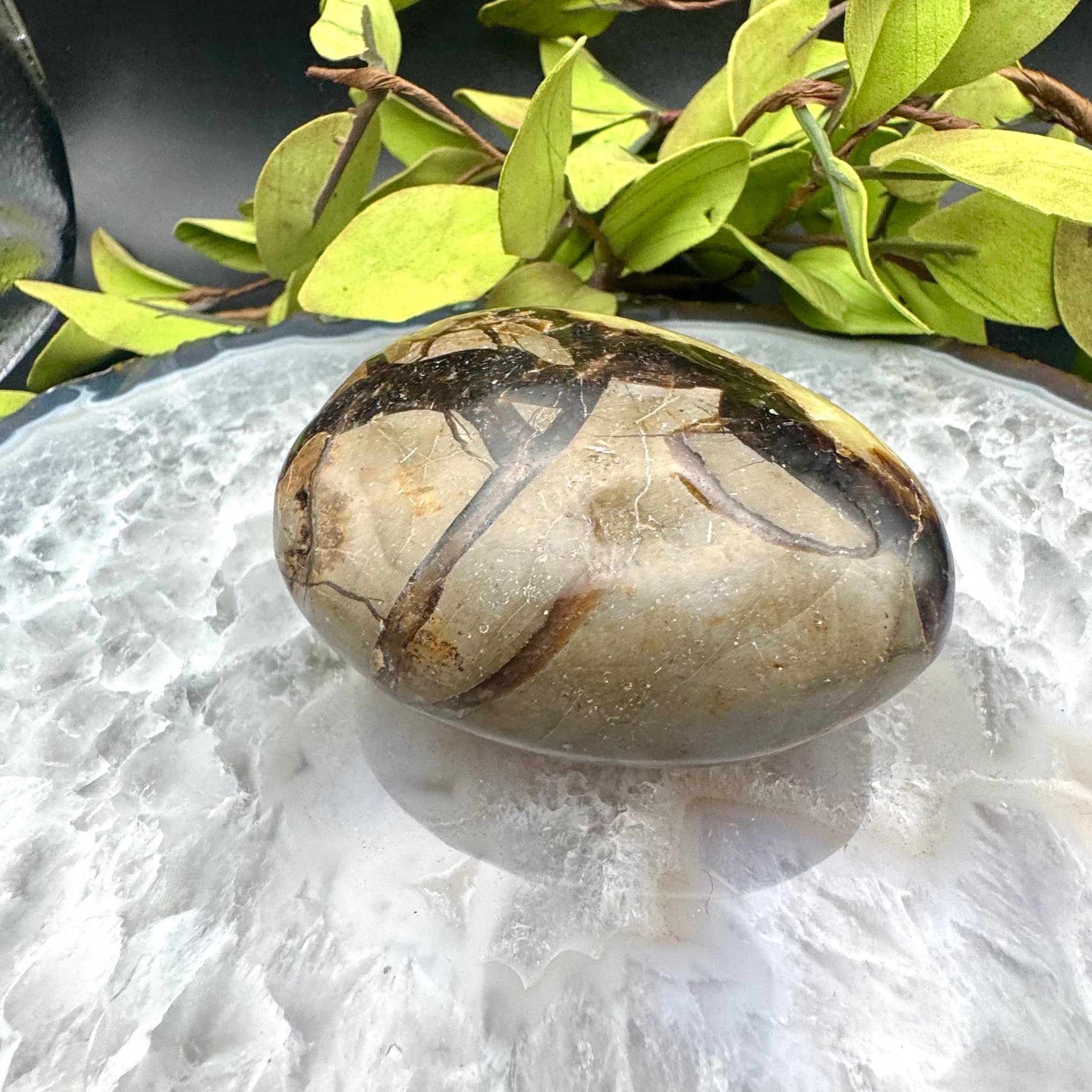 Septarian Palm Stone