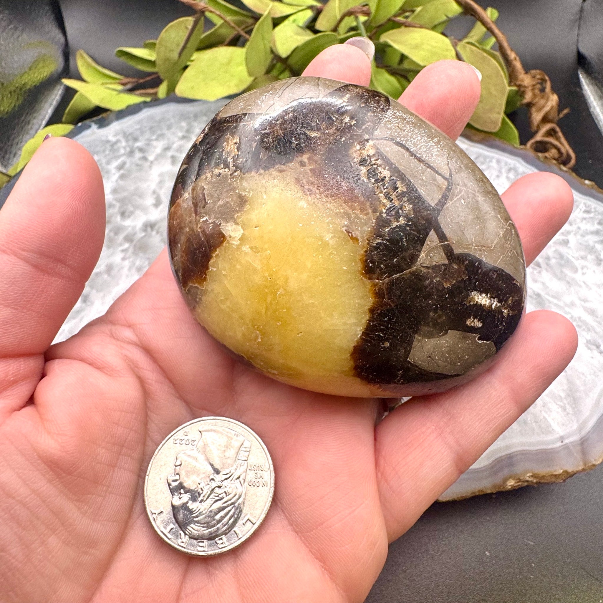 Septarian Palm Stone