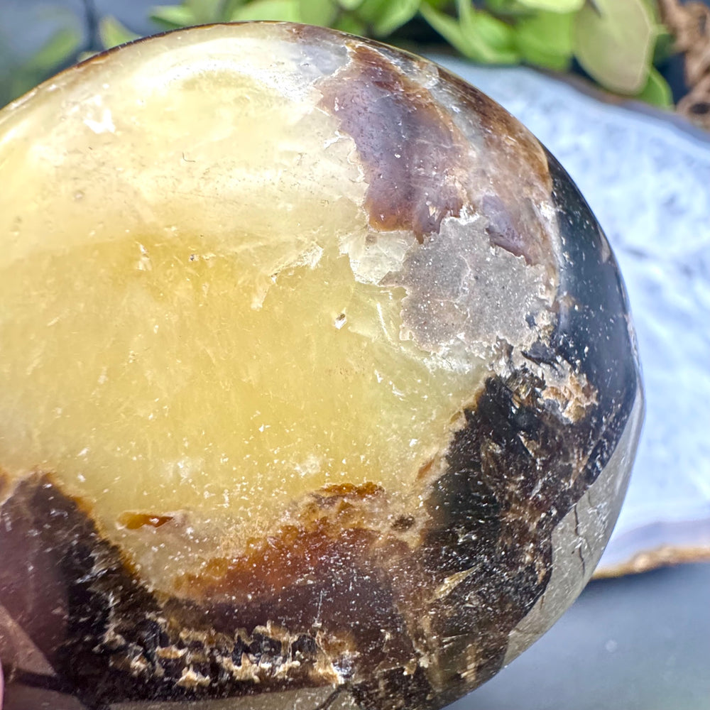 Septarian Palm Stone