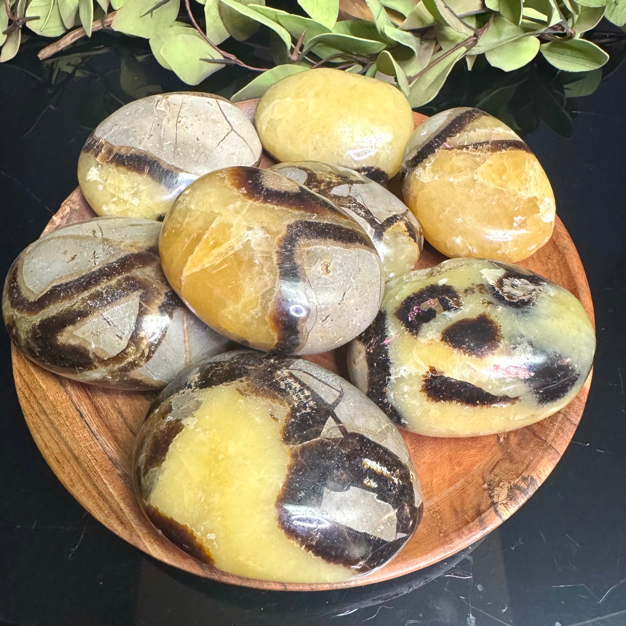 Septarian Palm Stone