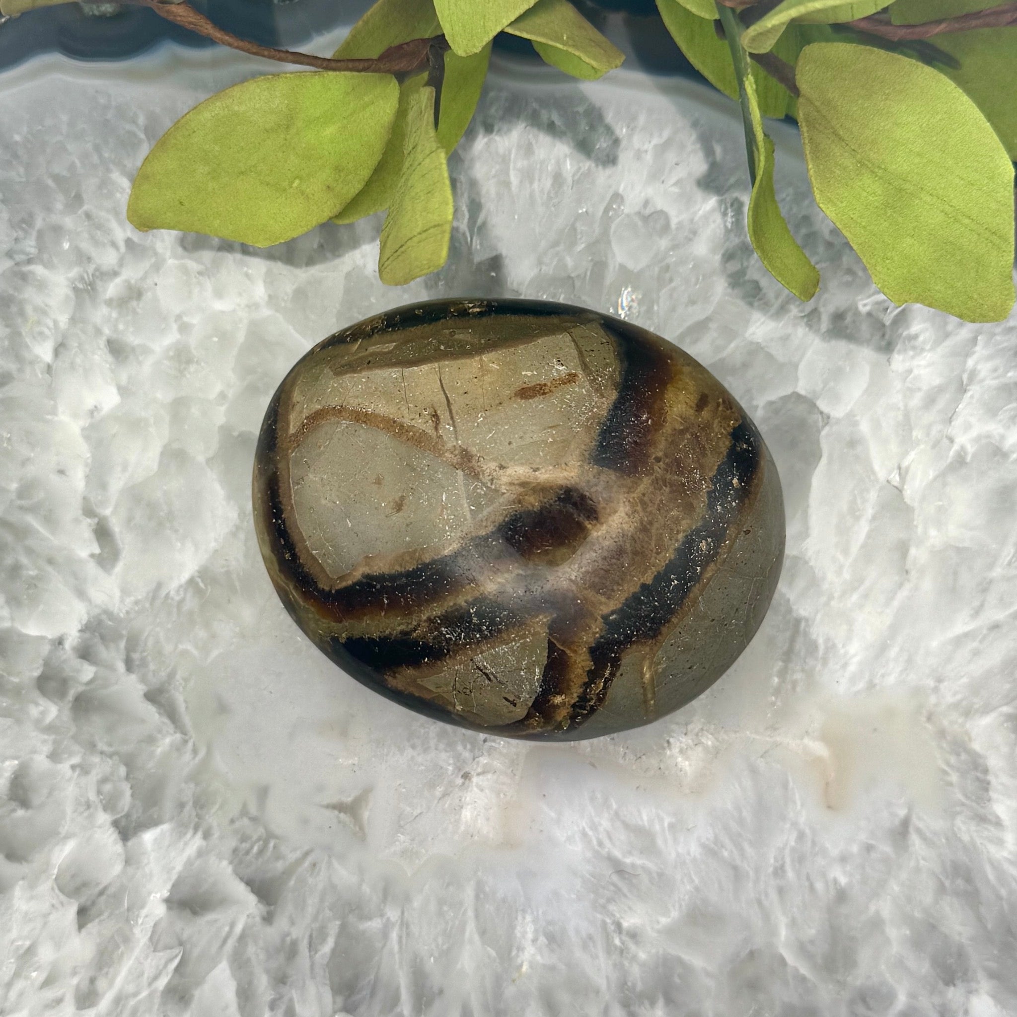 Septarian Palm Stone