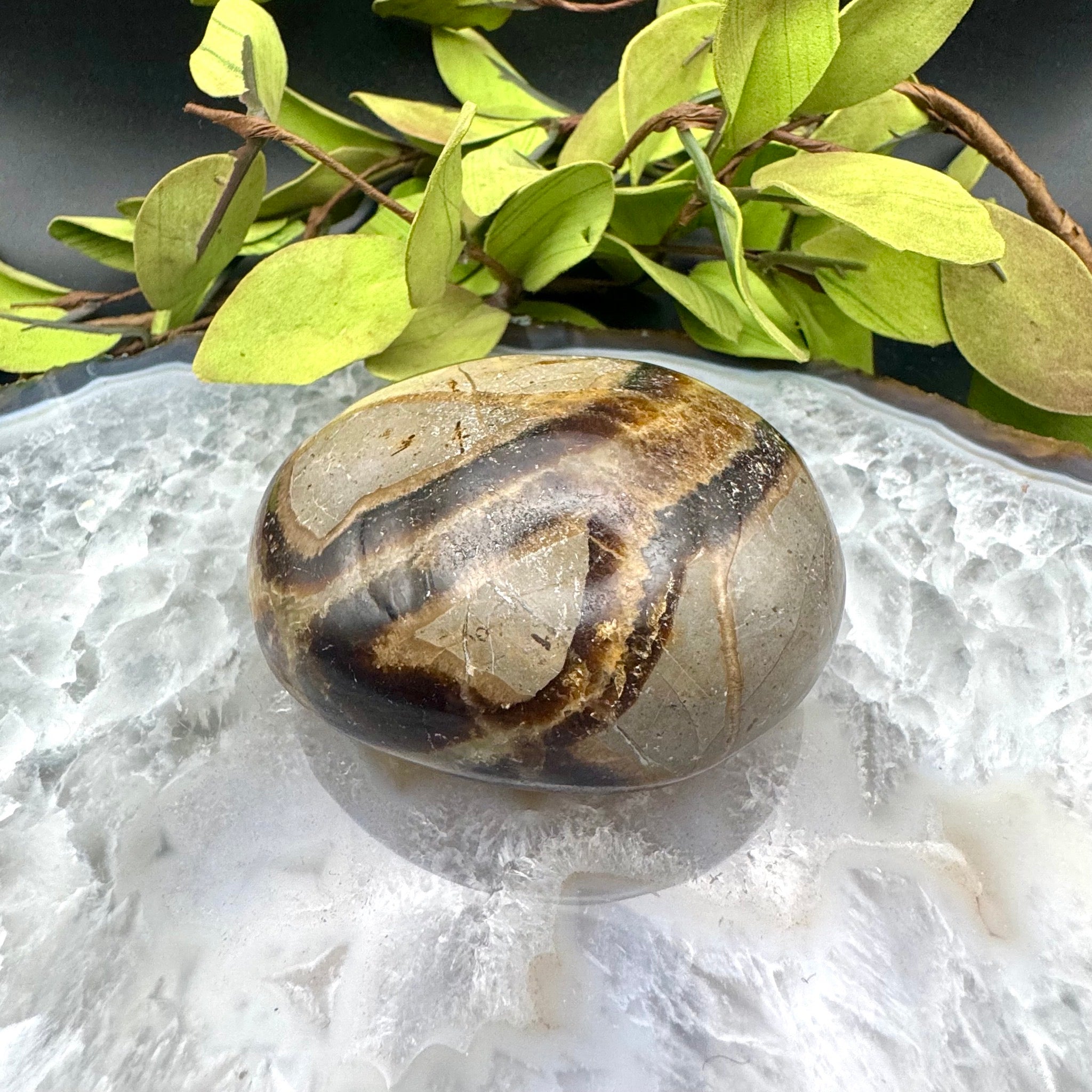 Septarian Palm Stone