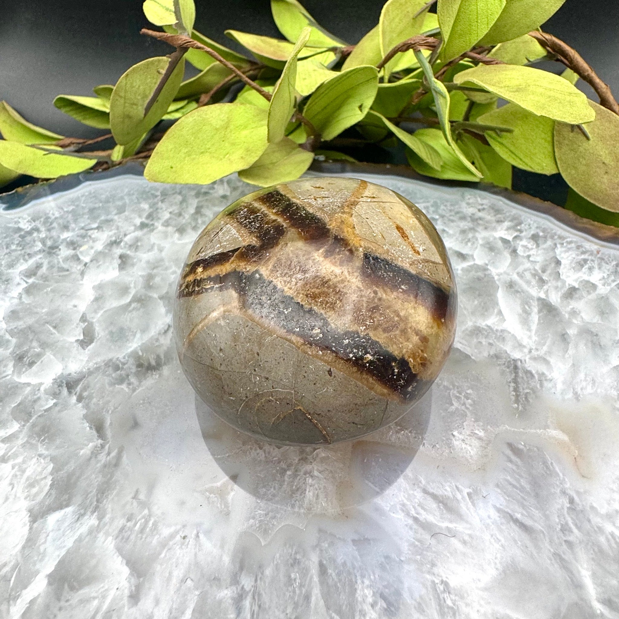Septarian Palm Stone