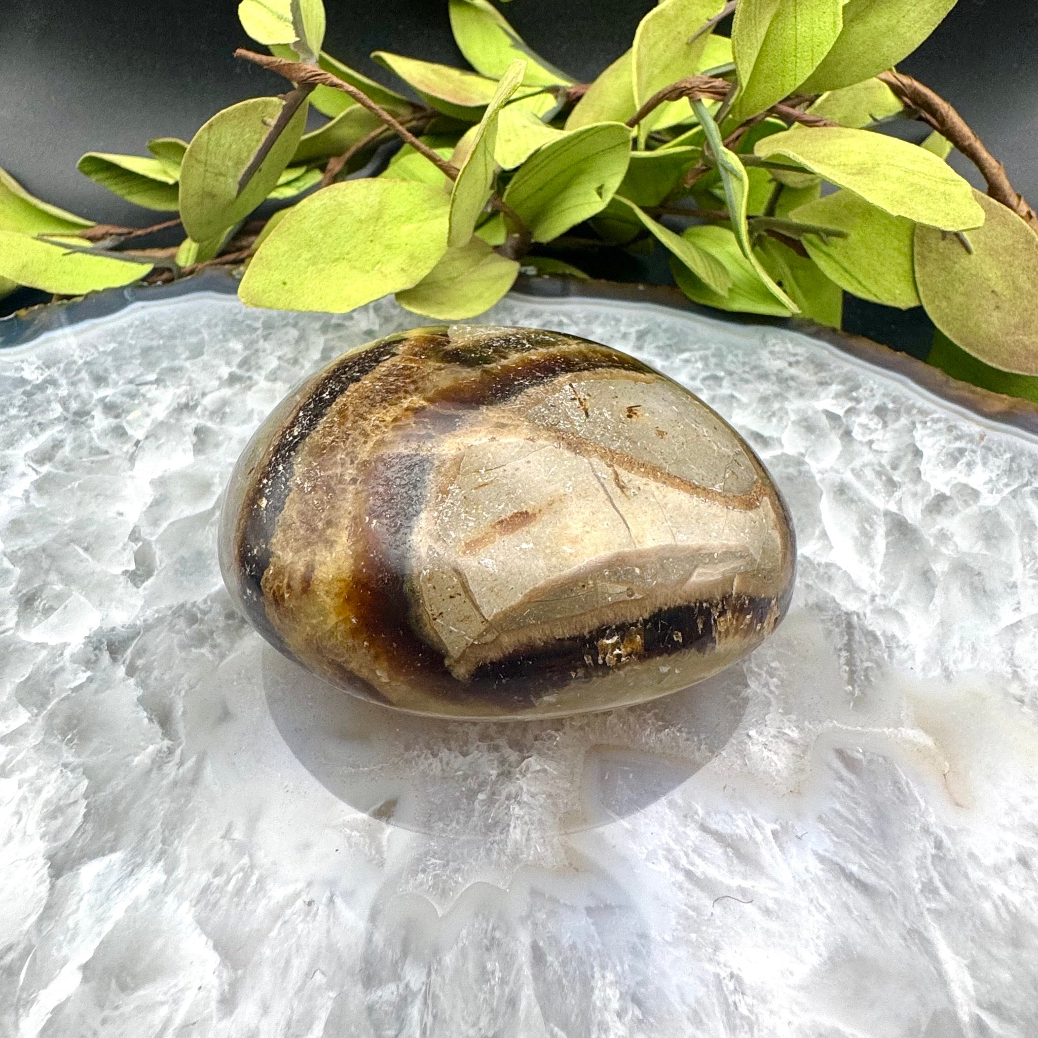 Septarian Palm Stone