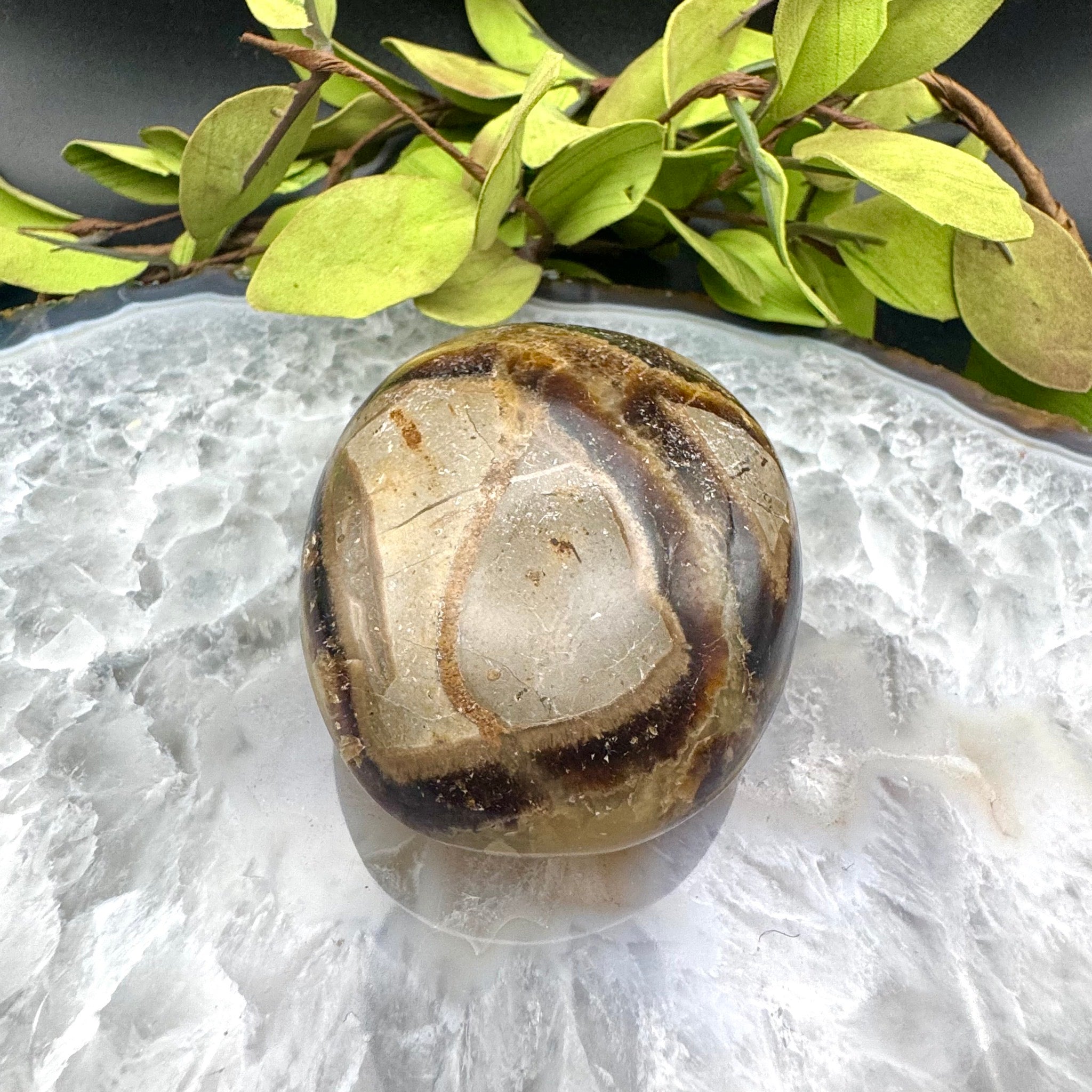 Septarian Palm Stone