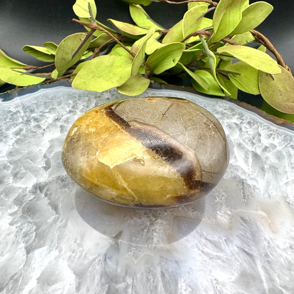 Septarian Palm Stone