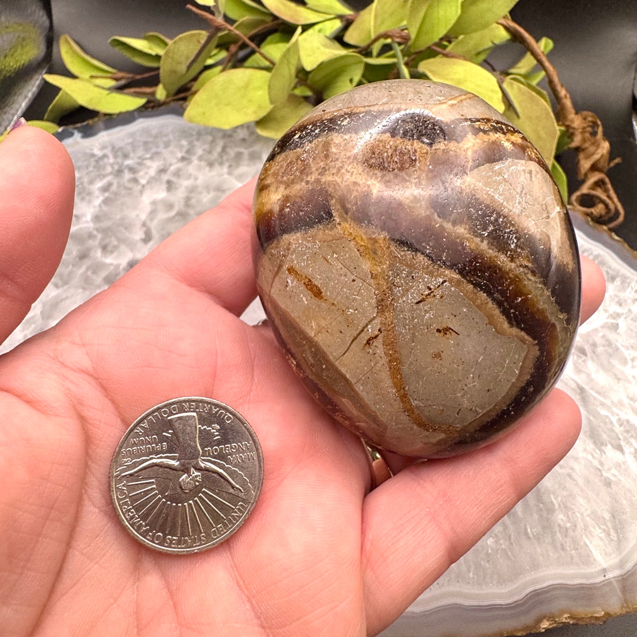 Septarian Palm Stone