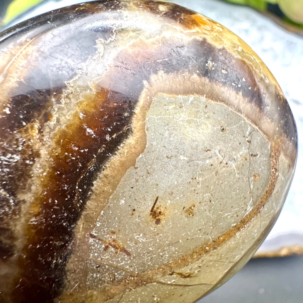 Septarian Palm Stone