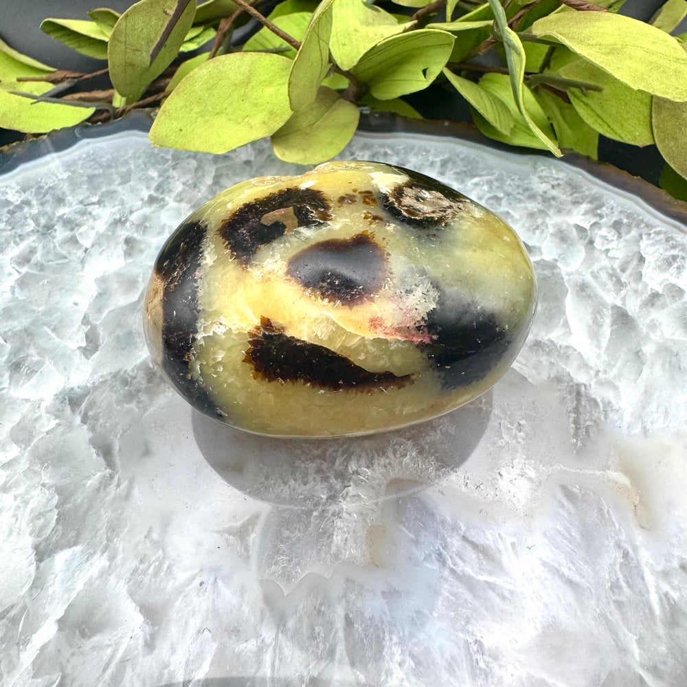Septarian Palm Stone