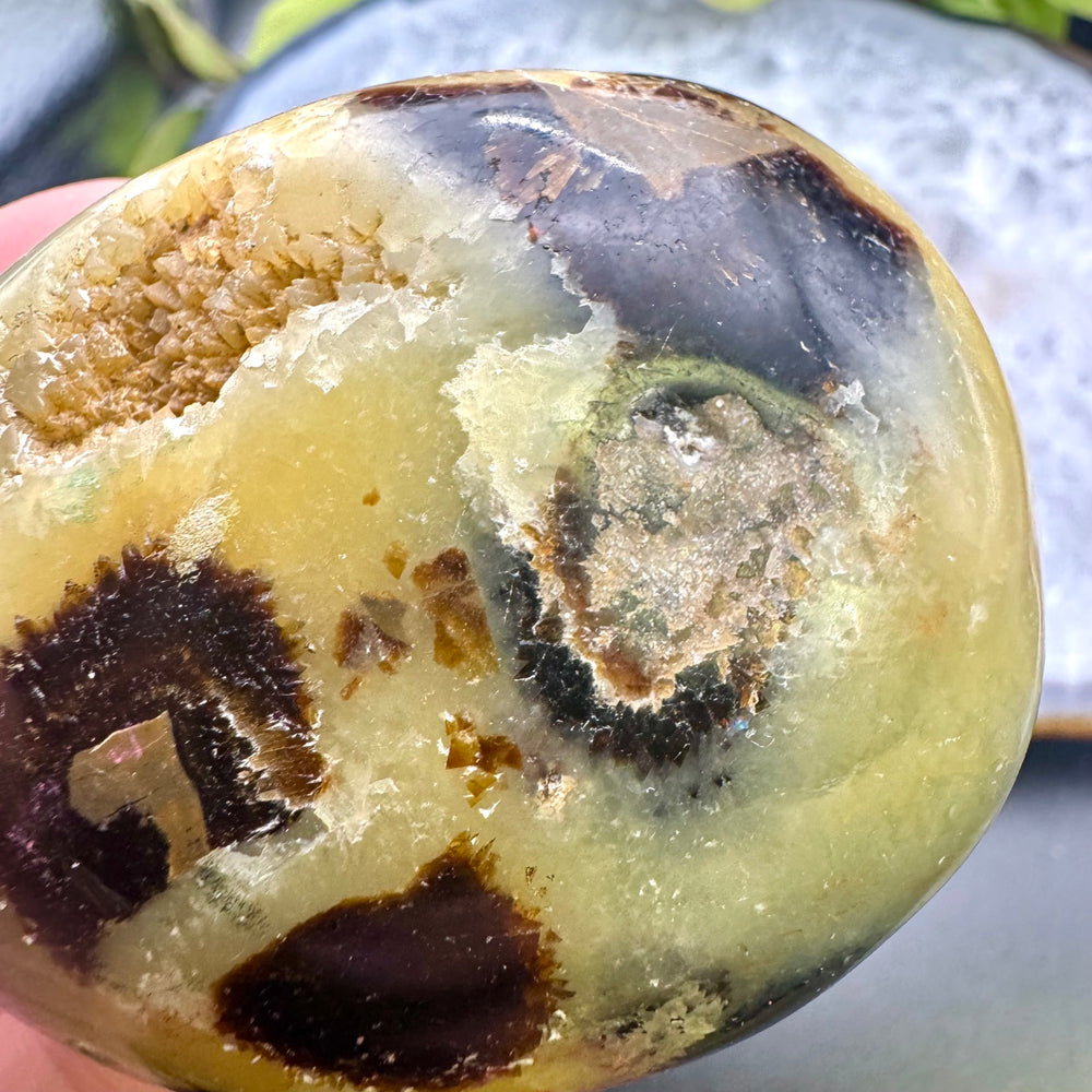 Septarian Palm Stone