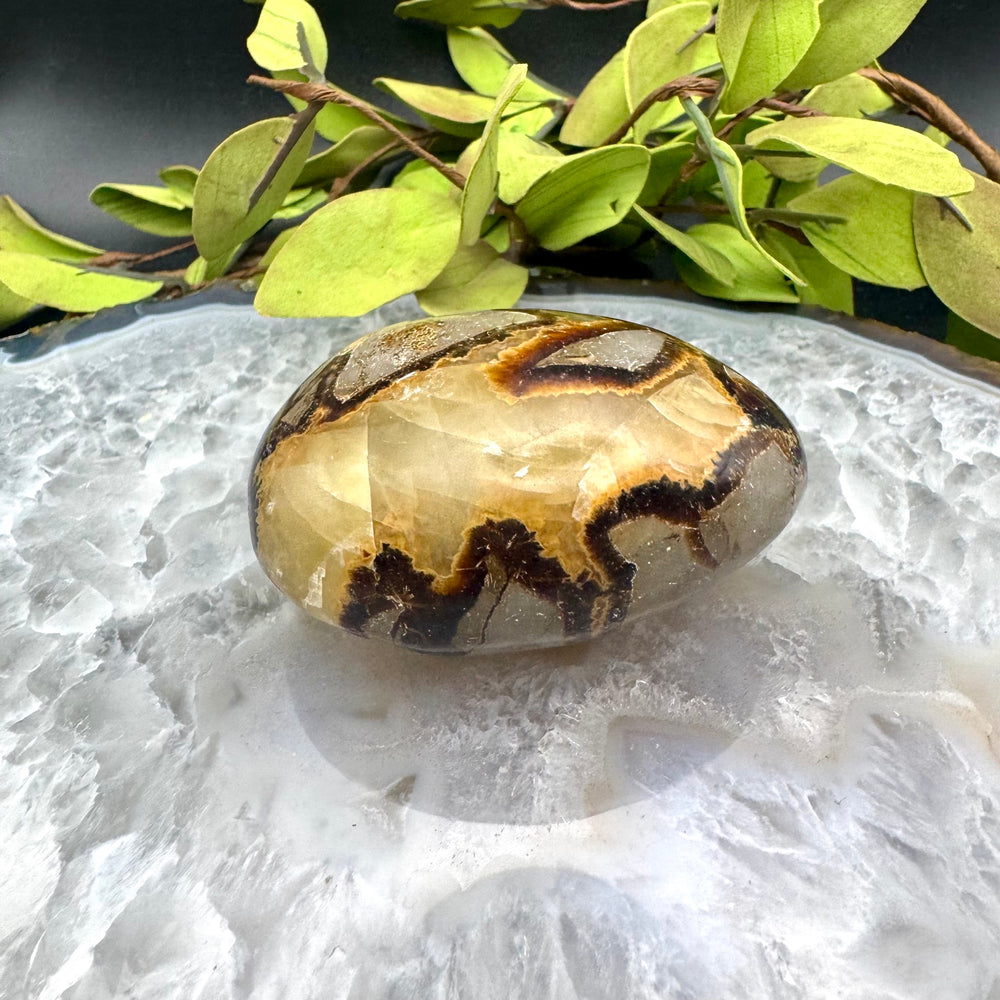Septarian Palm Stone