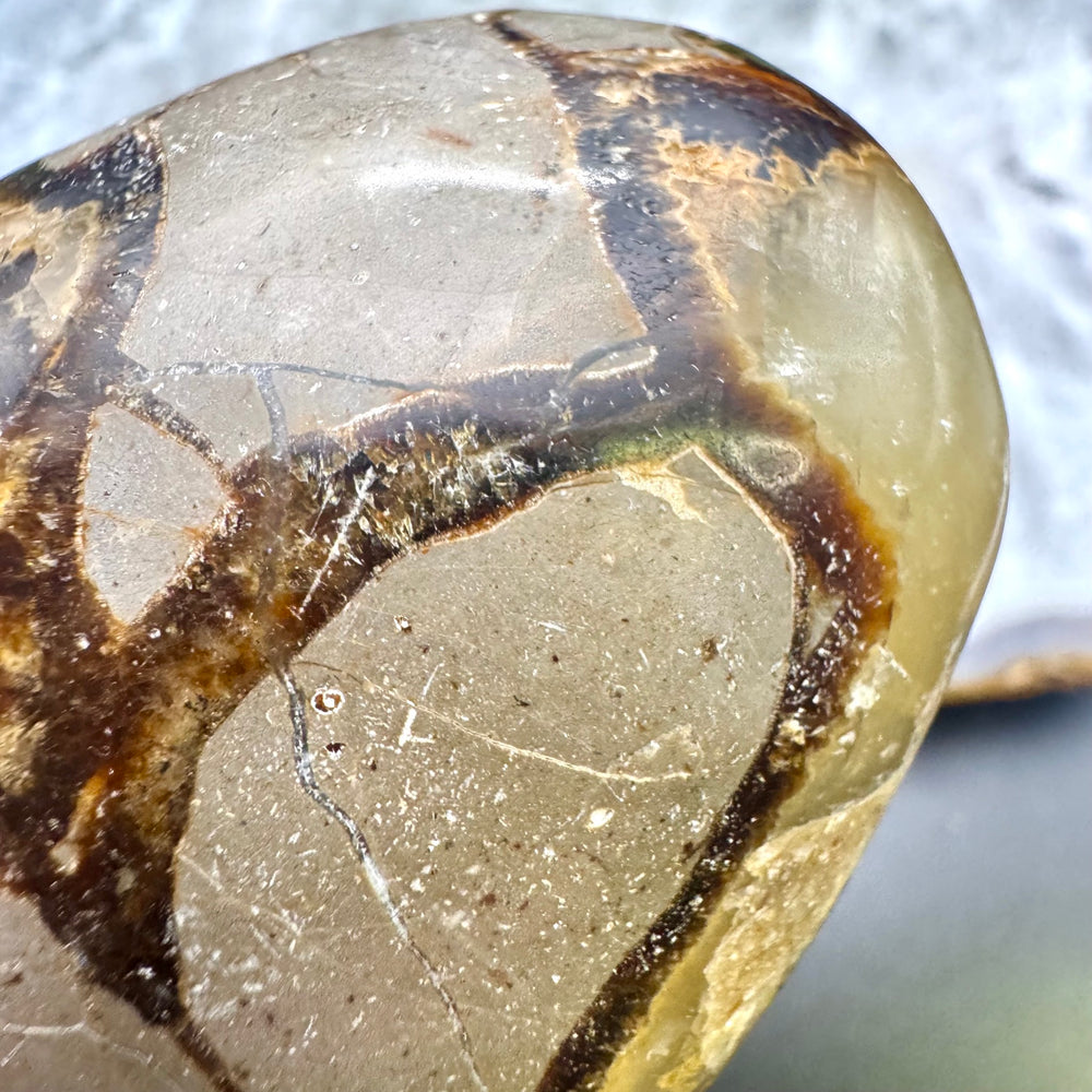 Septarian Palm Stone