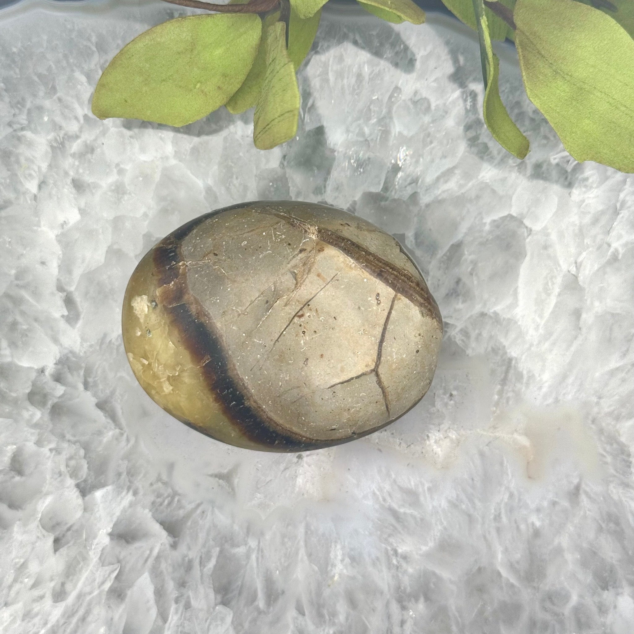 Septarian Palm Stone