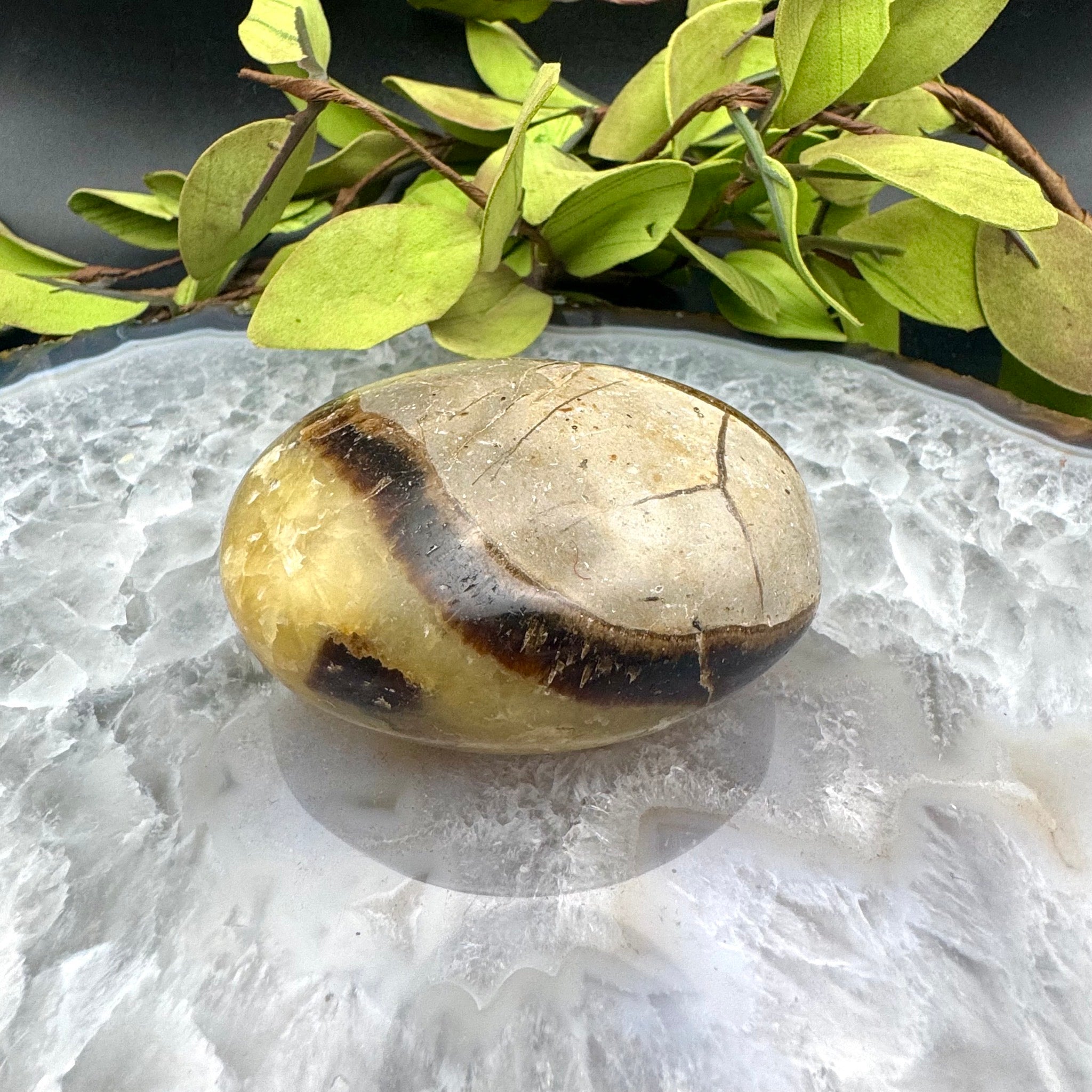 Septarian Palm Stone