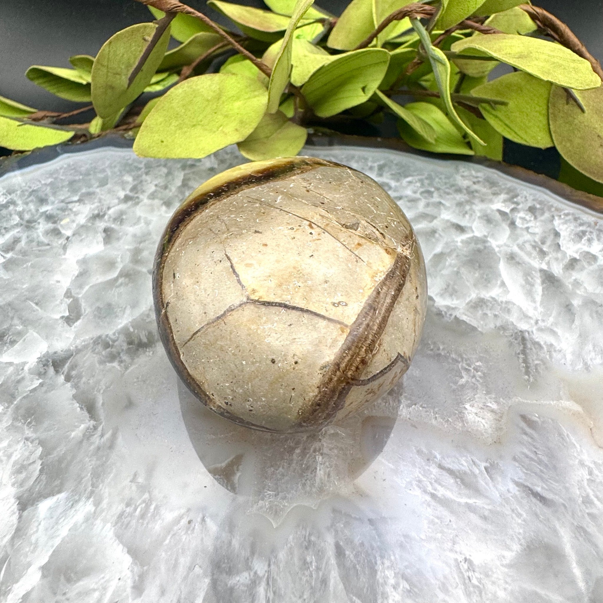 Septarian Palm Stone