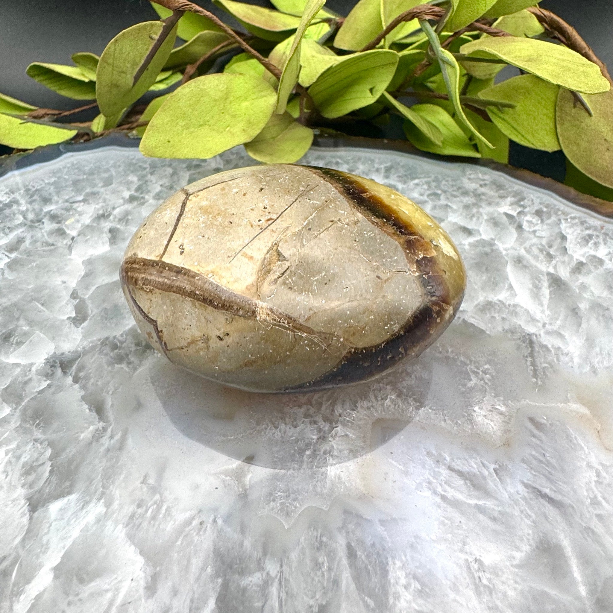 Septarian Palm Stone