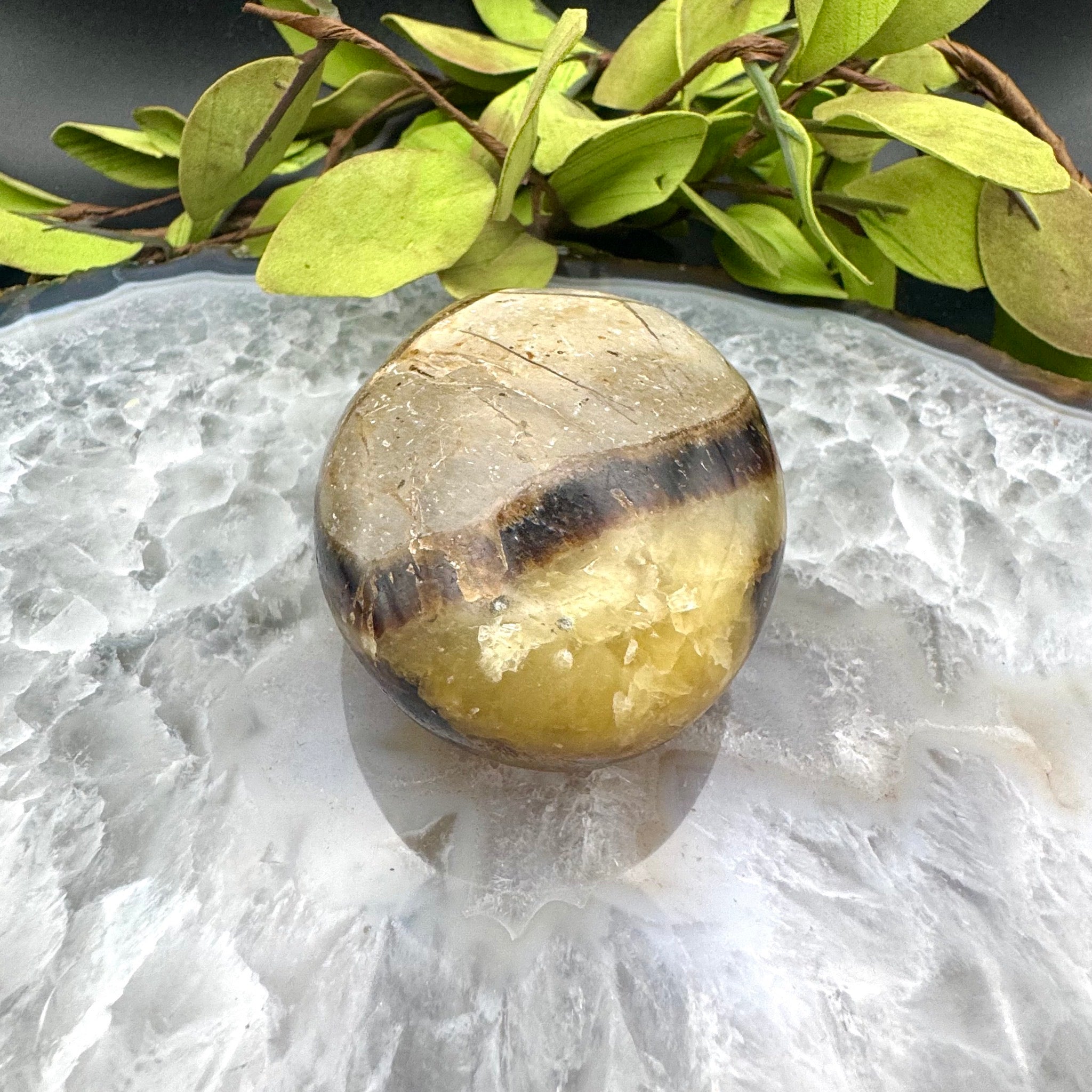 Septarian Palm Stone