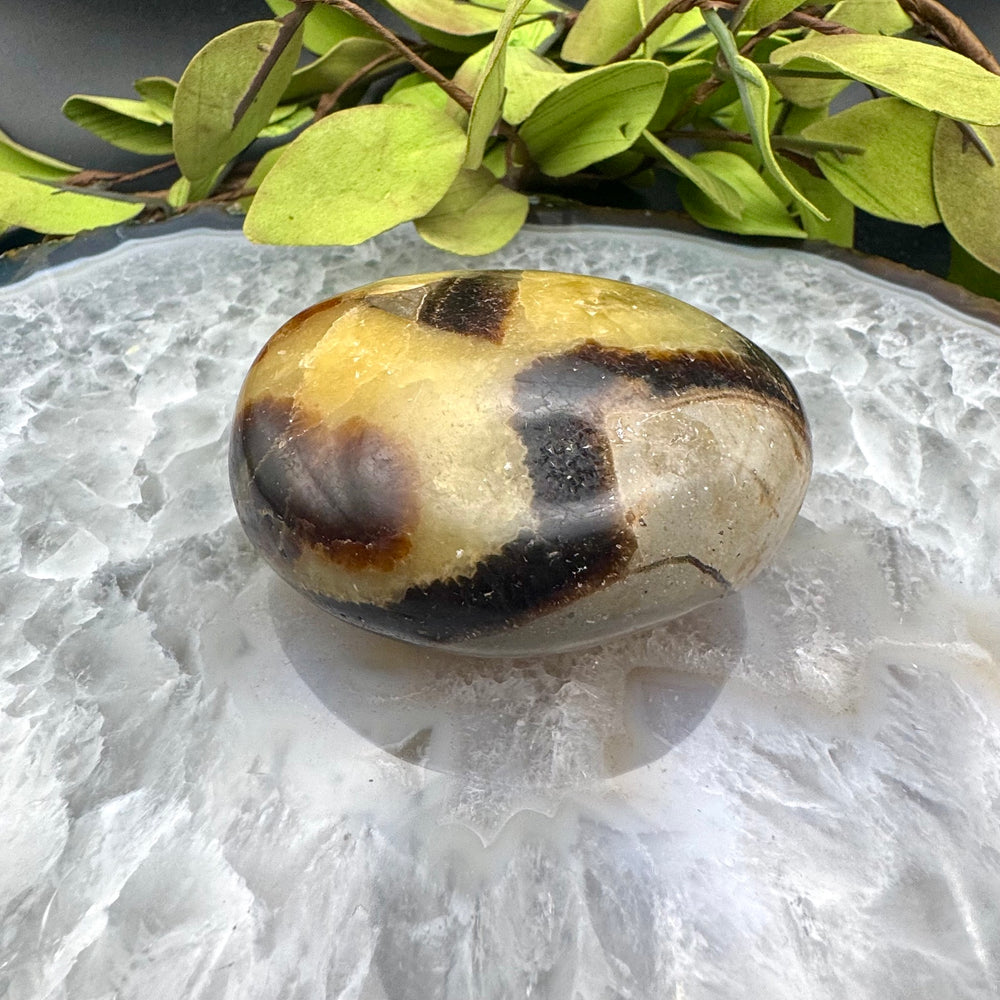 Septarian Palm Stone