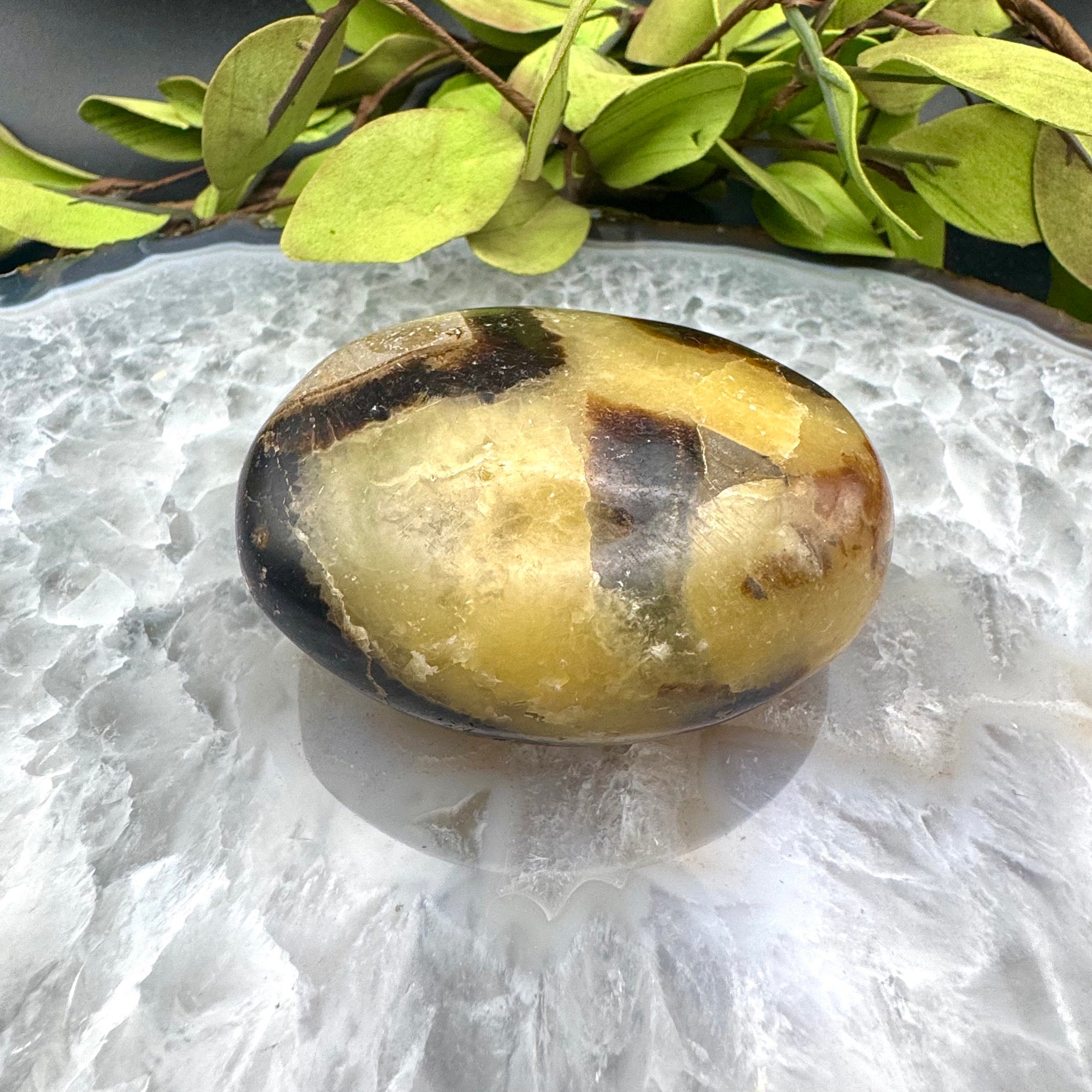 Septarian Palm Stone