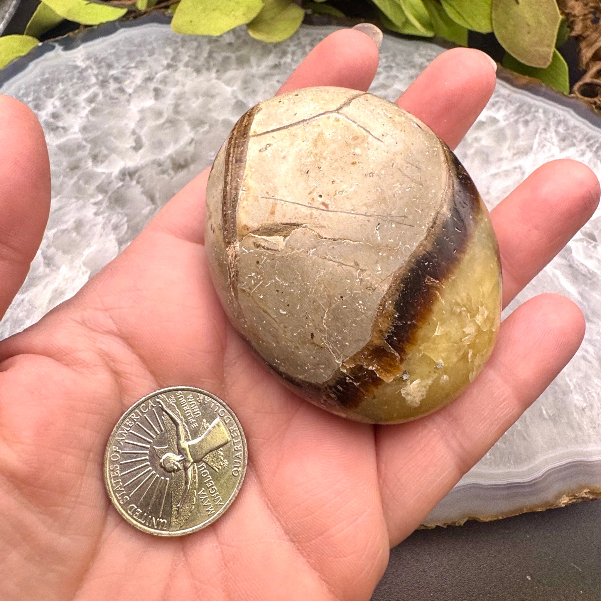 Septarian Palm Stone